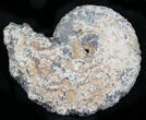 Agate/Chalcedony Replaced Ammonite Fossil #25517-1